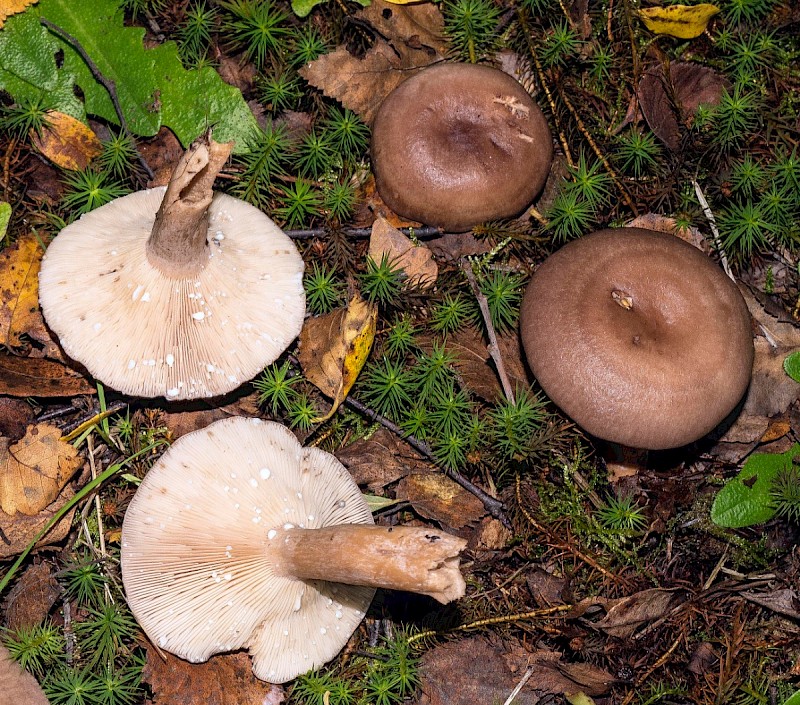 Lactarius vietus - © Charles Hipkin