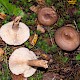 Lactarius vietus