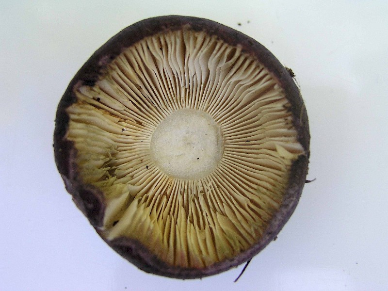 Russula fuscorubroides - © Charles Hipkin