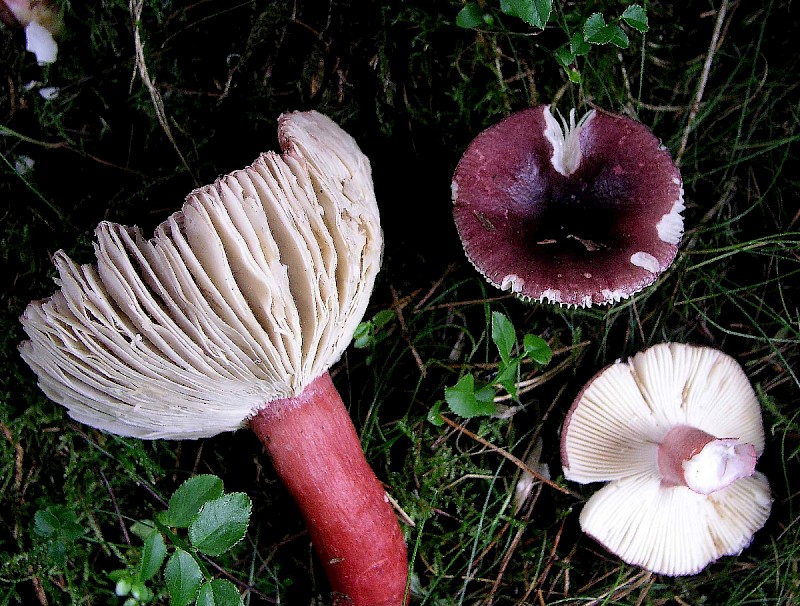 Russula fuscorubroides - © Charles Hipkin