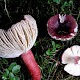 Russula fuscorubroides