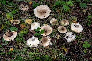 Russula insignis 