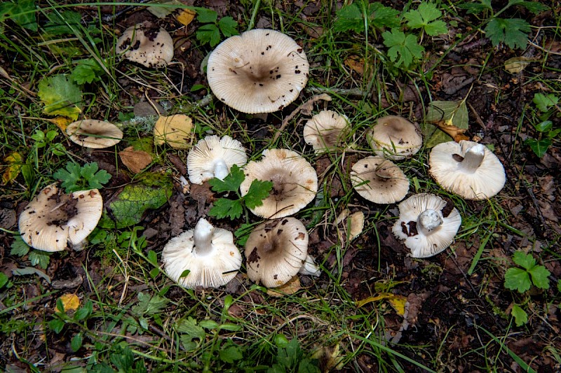 Russula insignis - © Charles Hipkin