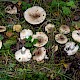 Russula insignis