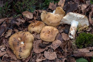 Russula laurocerasi 