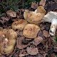 Russula laurocerasi