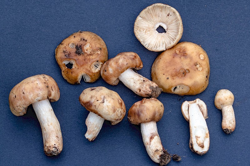 Russula laurocerasi - © Charles Hipkin