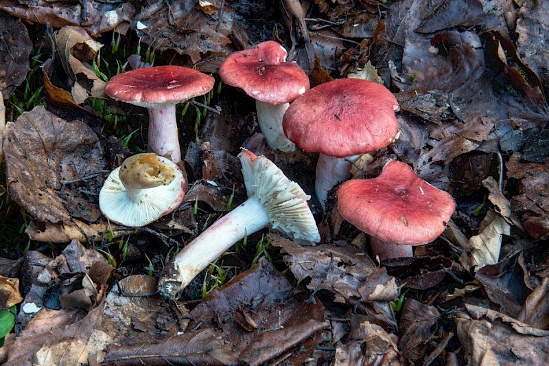 Russula nobilis