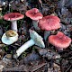 Russula nobilis