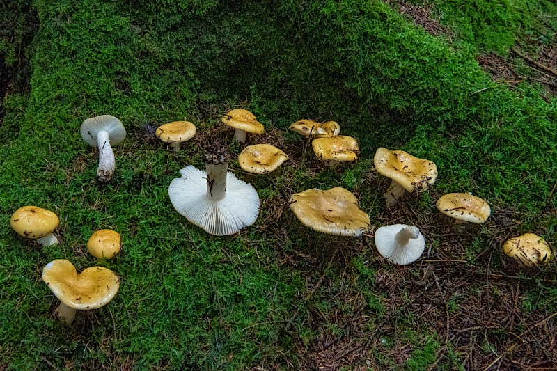 Russula ochroleuca - © Charles Hipkin