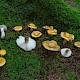 Russula ochroleuca