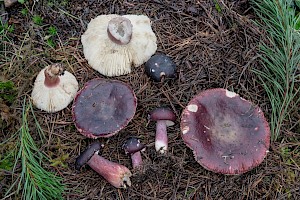 Russula torulosa 