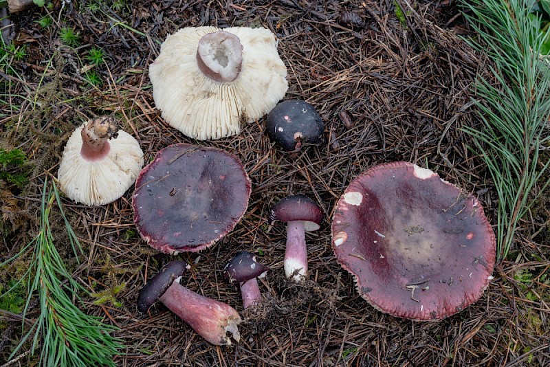 Russula torulosa - © Charles Hipkin