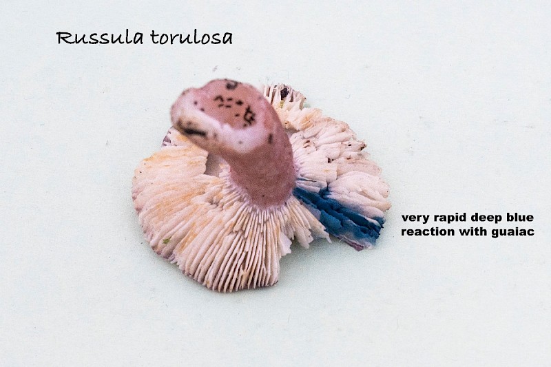 Russula torulosa - © Charles Hipkin