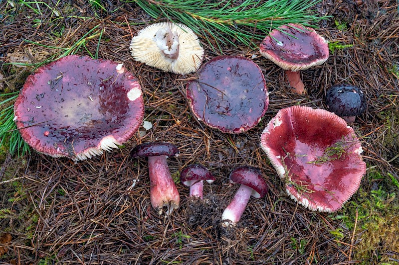 Russula torulosa - © Charles Hipkin