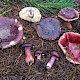 Russula torulosa