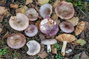 Russula versicolor Variable Brittlegill