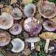 Russula versicolor