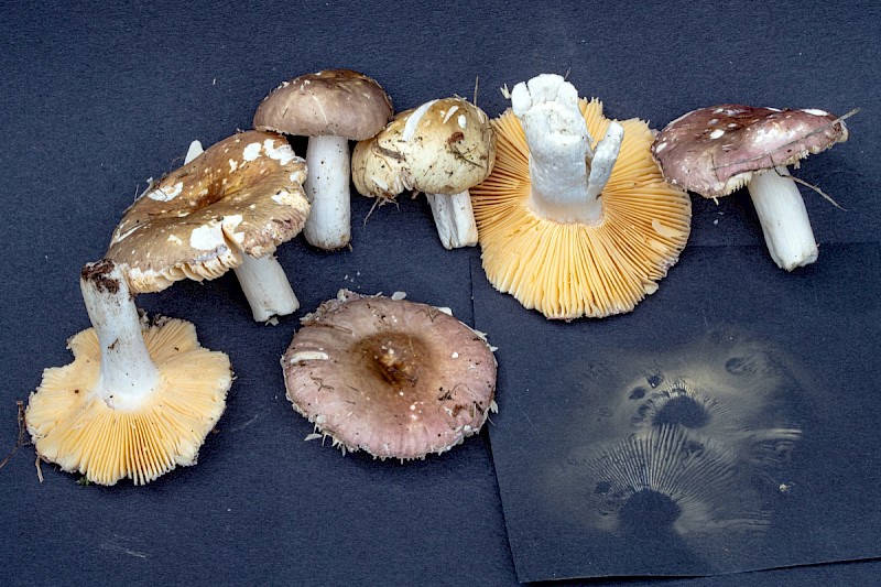 Russula versicolor