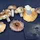 Russula versicolor