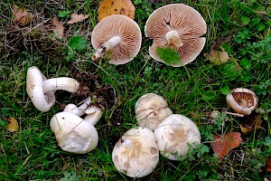 Hebeloma velutipes Pale Poisonpie