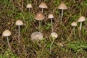 Mycena epipterygia Yellowleg Bonnet