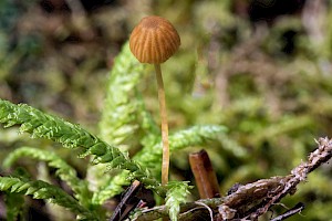 Mycena acicula Orange Bonnet