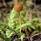 Mycena acicula