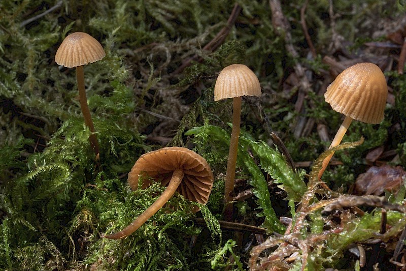 Mycena acicula - © Charles Hipkin