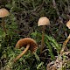 Mycena acicula