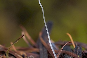 Mycena aciculata 