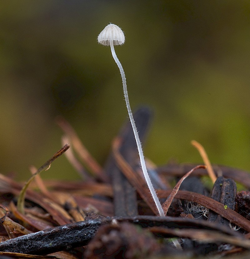 Mycena aciculata - © Charles Hipkin