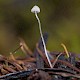 Mycena aciculata