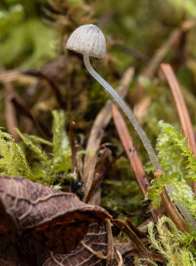 Mycena aciculata - © Charles Hipkin