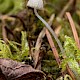 Mycena aciculata