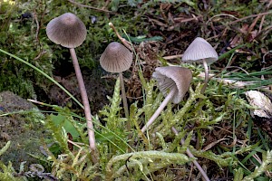 Mycena aetites Drab Bonnet