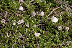 Mycena capillaripes Pinkedge Bonnet