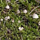 Mycena capillaripes