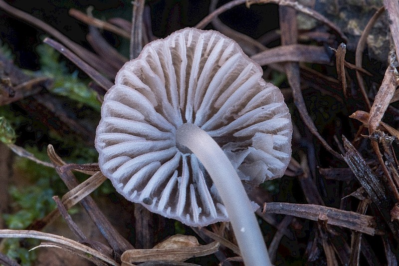 Mycena capillaripes - © Charles Hipkin