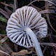 Mycena capillaripes