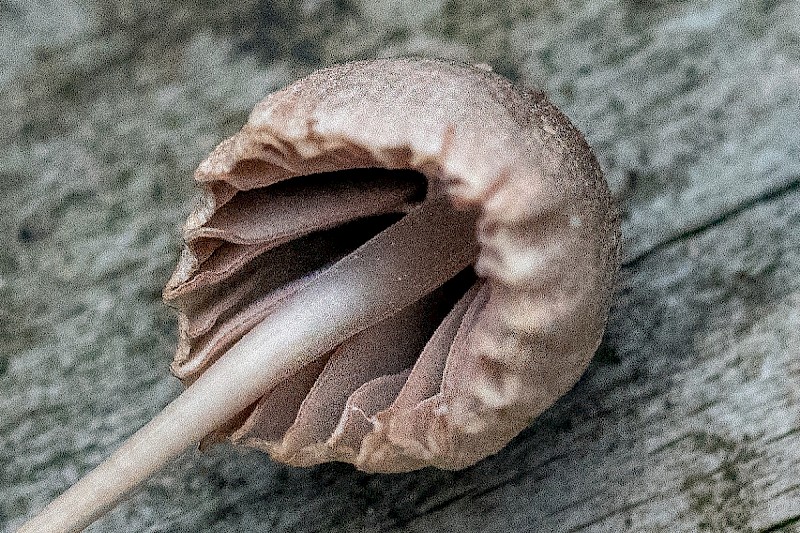 Mycena capillaripes - © Charles Hipkin