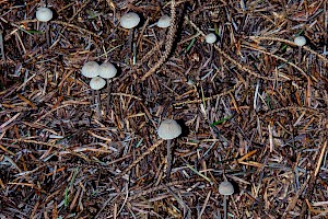 Mycena cinerella Mealy Bonnet