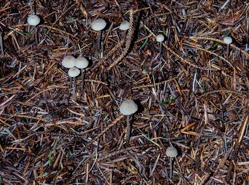 Mycena cinerella - © Charles Hipkin