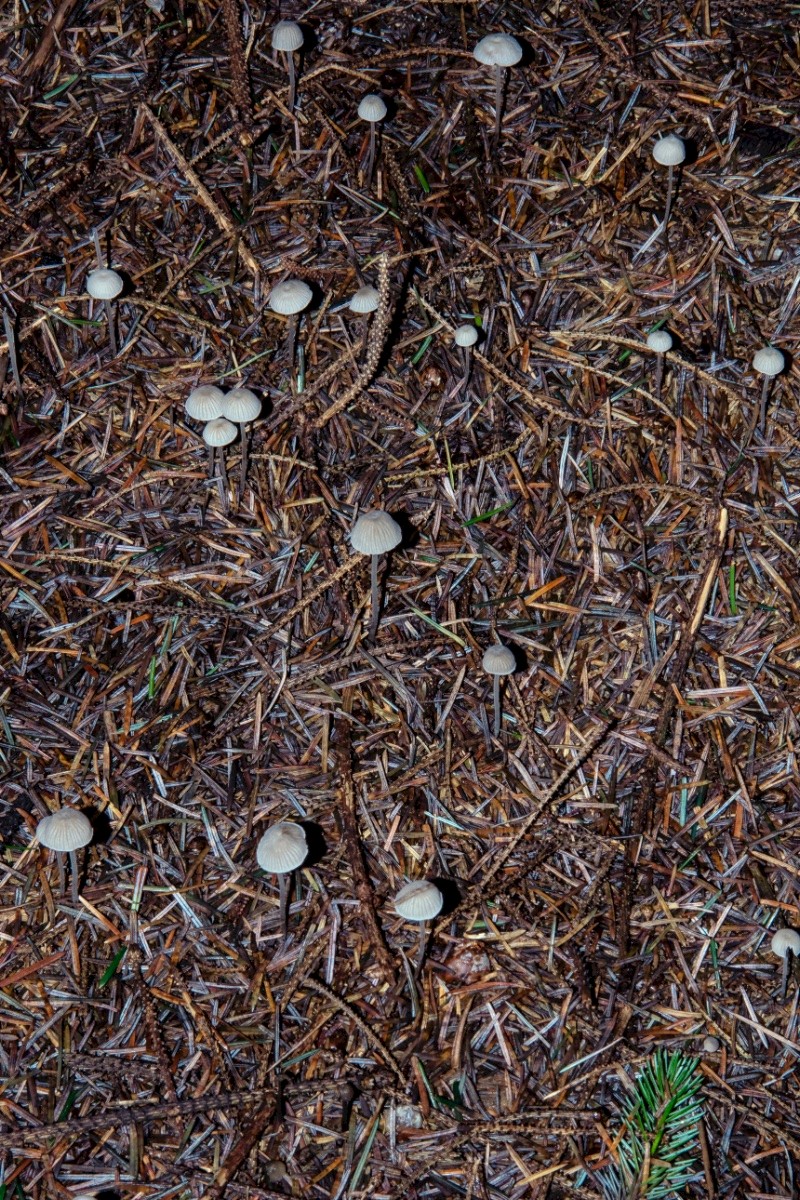 Mycena cinerella - © Charles Hipkin