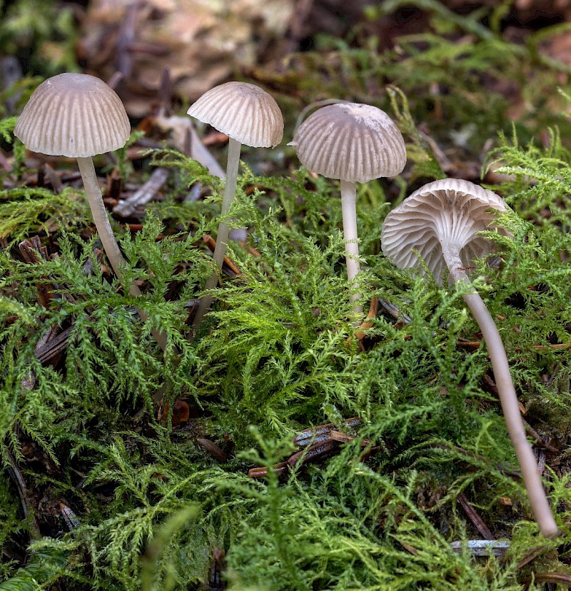 Mycena cinerella - © Charles Hipkin