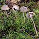 Mycena cinerella