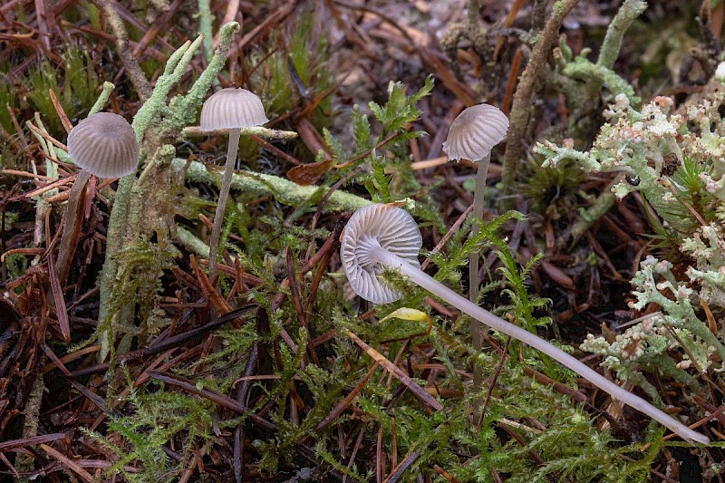 Mycena cinerella - © Charles Hipkin