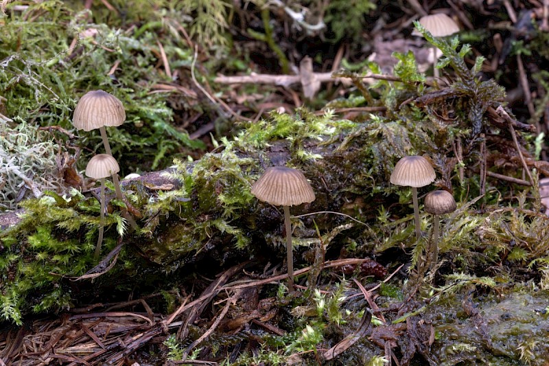 Mycena cinerella - © Charles Hipkin