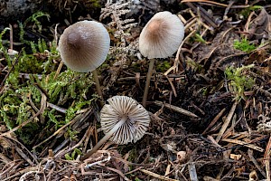 Mycena filopes Iodine Bonnet