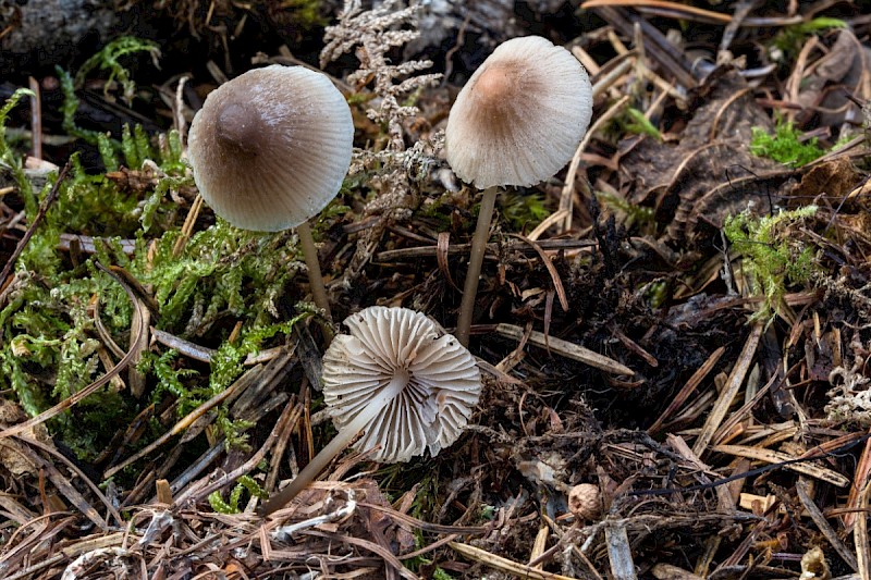 Mycena filopes - © Charles Hipkin